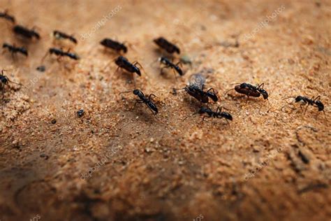 Marching Swarm Of Ants — Stock Photo © Gorov108 94471092