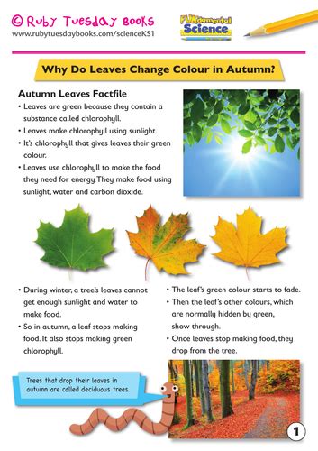 Seasonal Changes Why Do Leaves Change Colour In Autumn Teaching