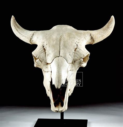 Fossilized American Bison Skull Bear Skull Bison Skull Cow Skull
