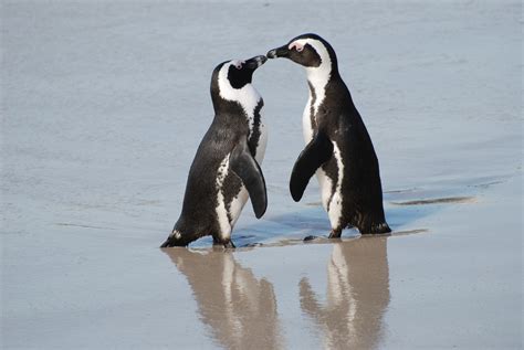 Filea Pair Of African Penguins Boulders Beach South Africa Wikimedia Commons