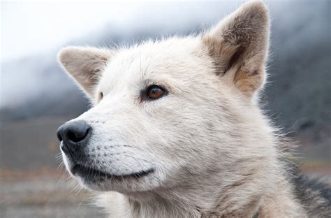 Greenland Dog Greenland Dog Every Dog Breed Sled Dogs Best Bud Sams