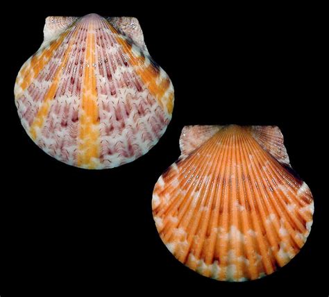 Atlantic Calico Scallop This Species Grows Up To Three Inches In