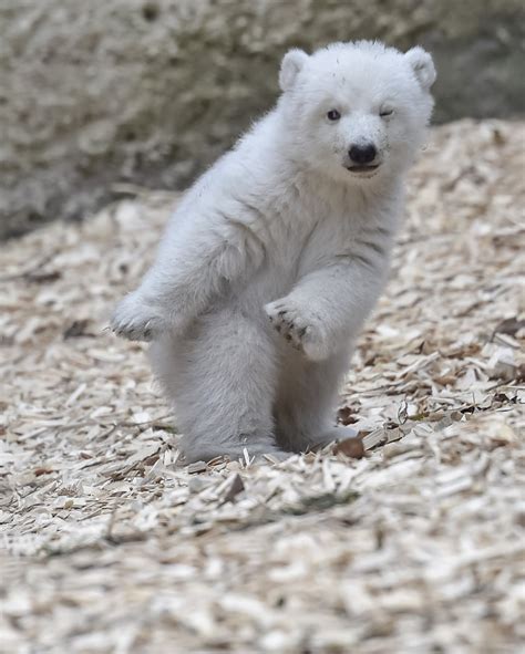 Animal Tracks This Polar Bear Cub Is The Cutest Thing Youll See Today