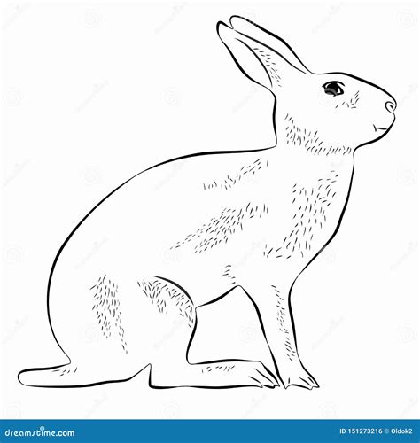 Illustration Of Hare Vector Draw Stock Vector Illustration Of