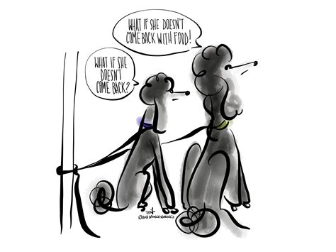 You'll not only find beautiful pictures of poodles below, but also cute poodle puppy pics.enjoy!. Pin by SpoodlesDoodles on SpoodlesDoodles (With images ...