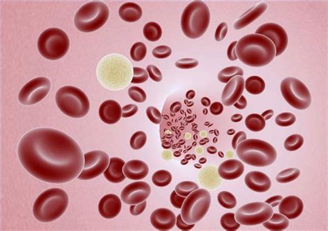 Stem Cells International Common Causes Of Low White Blood Cell Counts