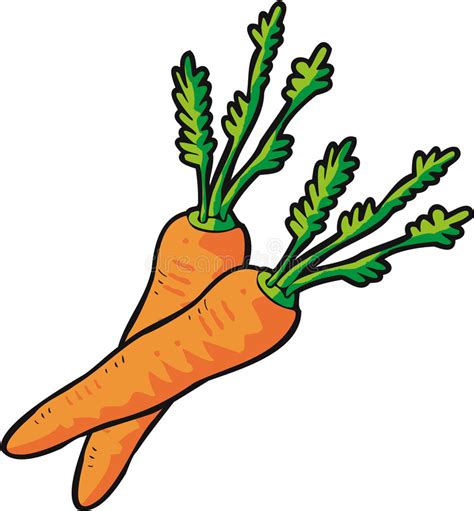 Vector Carrots stock vector. Image of drawing, carrots - 1284921