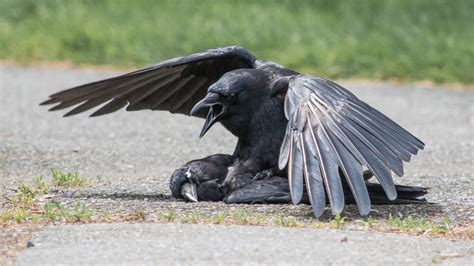 Crows Discovered To Have Sex With Their Dead