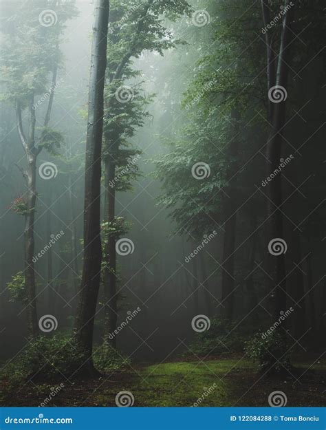 Fairy Tale Trail In Foggy Forest Fantasy Spooky Landscape In Woodland