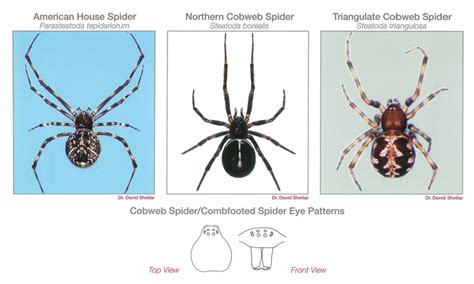 Spider Identification Guide Pestnet Pest Leads And Marketing