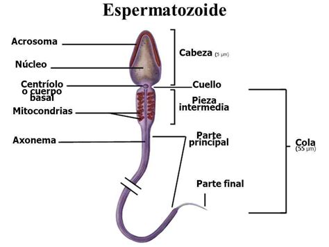Esperma E Espermatozoide S O A Mesma Coisa Explique Ensino