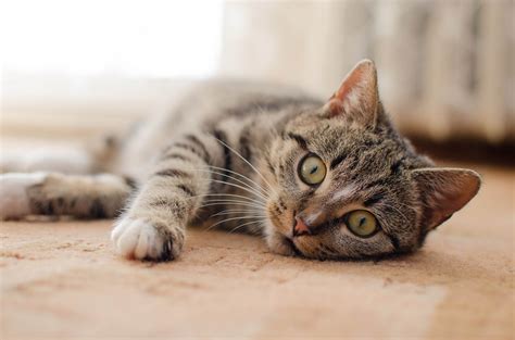Anggora merupakan kelompok kucing alami yang tertua di dunia. Gambar Kucing Comel dan Manja (Anak Kucing Lucu dan Paling ...
