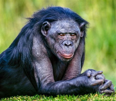 Bonobos is a dub band from osaka, japan. When Joe starts talking passionately about Chimps and ...