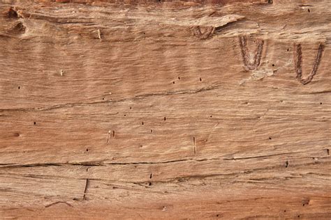 Three Images Of A Cut Log For Wooden Textures Or Wood Backgrounds