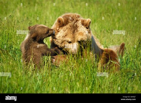 European Brown Bear Ursus Arctos She Bear Playing With Cub Stock