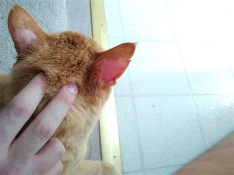 Help With Indoor Cat Losing Hair Only On Ears Askvet