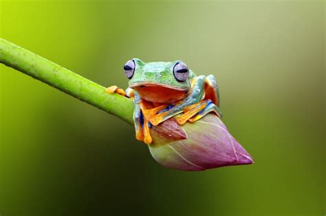 Premium Photo Flying Frog On The Lotus Flower