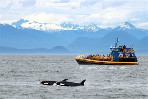 Whale Watching Tour From Vancouver On Tourmega Tourmega