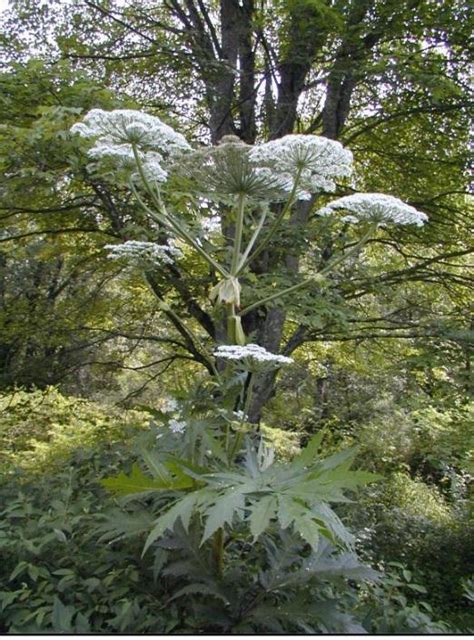 Whats Giant Hogweed And Should You Worry About It