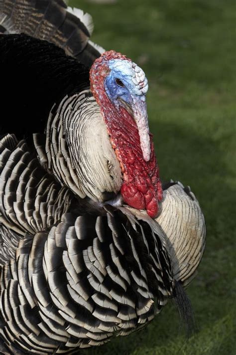 Turkey Portrait Stock Image Image Of Rough Feathery 28487427