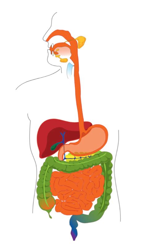 The Digestive System Diagram Diagram Quizlet