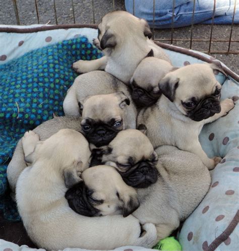 Six Puppies Are Huddled Together In A Basket