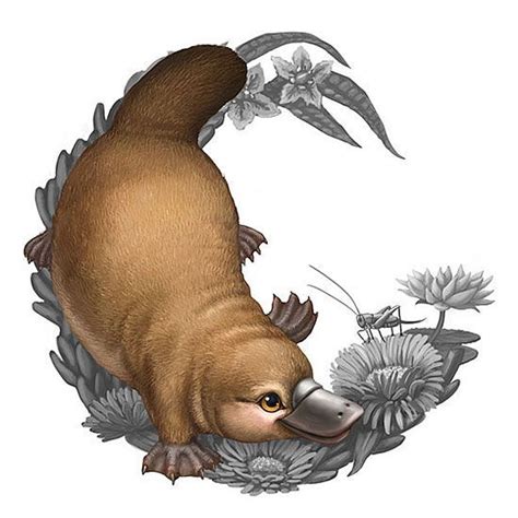 Illustration Of A Platypus For The Bush Babies Ii Coin Series Animal