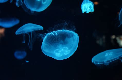 2560x1600 Jellyfish Underwater Beautiful 2560x1600 Resolution