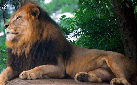 Adult Male Lion 2k Wallpaper Download