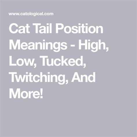 Cat Tail Position Meanings High Low Tucked Twitching And More