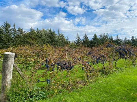 Uncorking The Best Of Michigan Wineries A Wine Lover S Guide