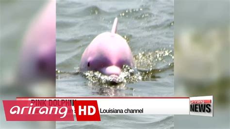 Rare Pink Dolphin Spotted In Louisiana Channel Youtube