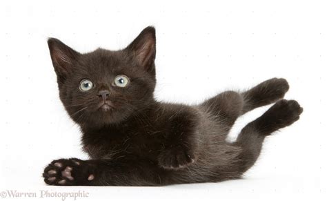 Find & download the most popular black kitten photos on freepik free for commercial use high quality images over 5 million stock photos. Black kitten, 7 weeks old photo WP26308