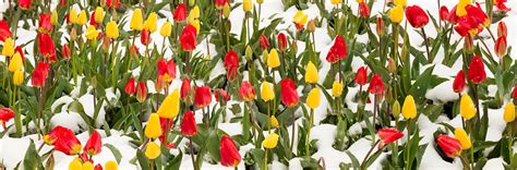 Tulips Covered In Snow Lewis Carlyle Photography
