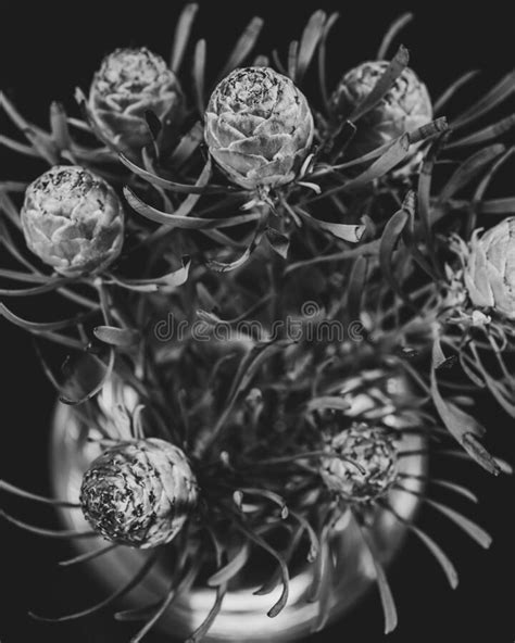 An Arrangement Of Protea Flower Buds Stock Image Image Of Beautiful