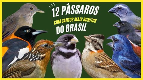 12 PÁssaros Com Cantos Mais Bonitos Do Brasil Pássaros Bicho De