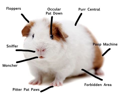 Made This Guinea Pig Anatomy Chart For A Friend Rguineapigs