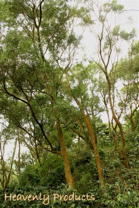 It native to south east asia, but is also common in pacific regions like hawaii. Acacia Confusa- Hawaiian - Acacia Confusa - Dried Plants ...