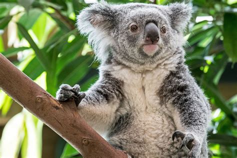 Australian Koalas Considered Functionally Extinct With Only An