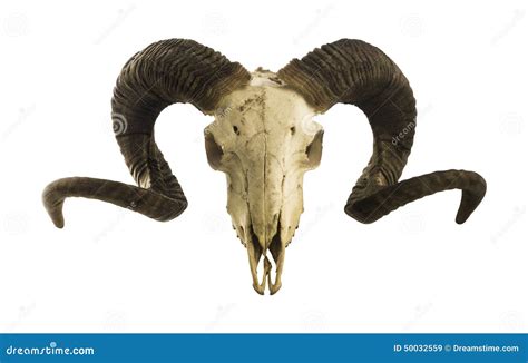 Ram Skull With Big Horns Isolated On White Stock Image Image Of Horns