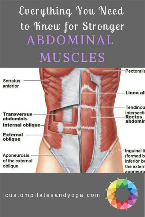 Pin By Ray Han Kish Tunzi On Anatomy Abdominal Muscles Abdominal