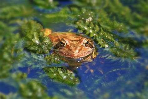 Free Images Water Wetlands Wildlife Frog Toad Amphibian Close