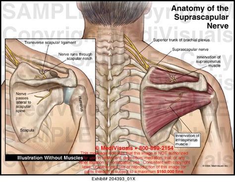 32 Best Neural Entrapment Compression Images On Pinterest Massage