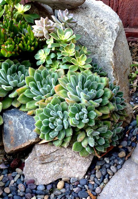 Garden And Bliss Succulent Landscape Design Succulent Rock Garden