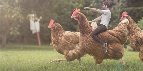 How A Guy Riding A Chicken Became An Overnight Street Art Sensation The Daily Dot