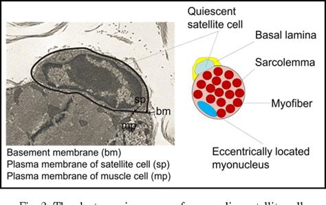 Pdf Redefining The Satellite Cell As The Motor Of Skeletal Muscle