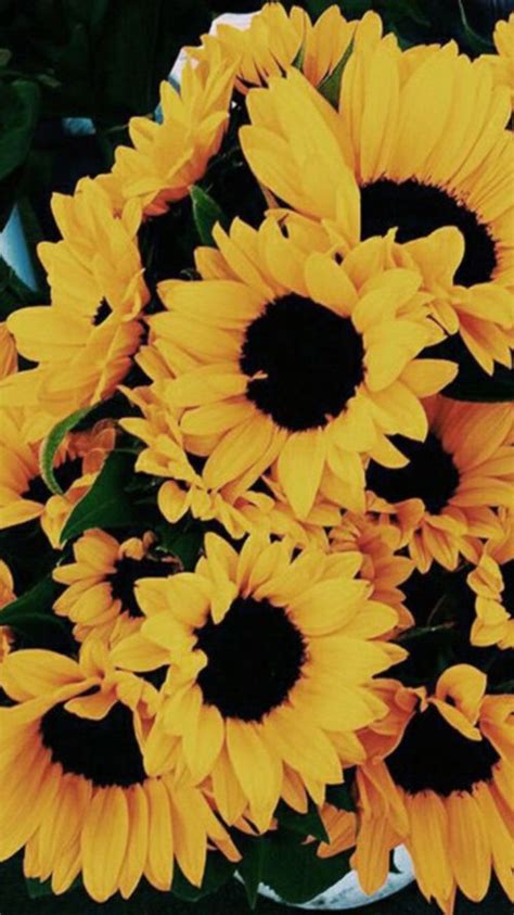 Pin By Brianna Puckett On Lock Screens Sunflower Wallpaper Flower