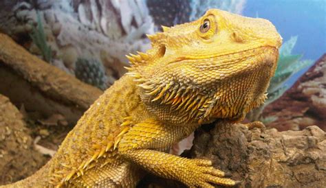 This pet reptile is known for its crazy eyes, long tongue and ability to change color. 5 Great Pet Lizards for Beginners - Lizard Types