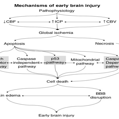 Mechanism Of Early Brain Injury After Aneurysmal Subarachnoid
