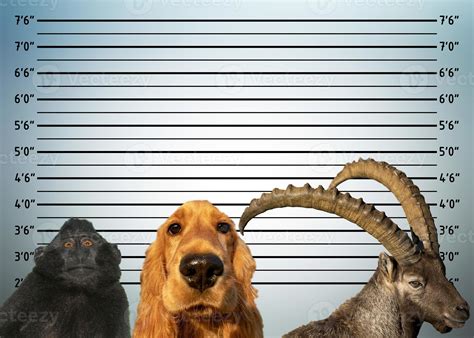 police mugshot line up of animals dog monkey steinbock deer 11969760